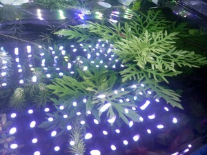 Разбираем светильник Barbus Extra Plant LED 038