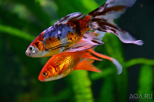 Золотая аквариумная рыбка