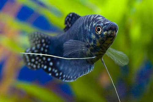 Гурами мраморный в брачном окрасе - аквариумная рыбка