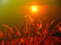 вода в аквариуме для лабиринтовых может быть и такой, она красноватая, но прозрачная. Рыбам в такой воде понравится, в ней много гуминовых веществ, но по химическому составу вода не отличается от московской