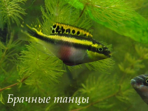 Pelvicachromis pulcher (цихлида-попугай)