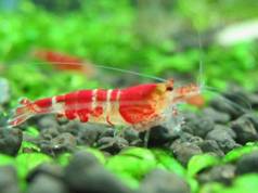 红水晶虾