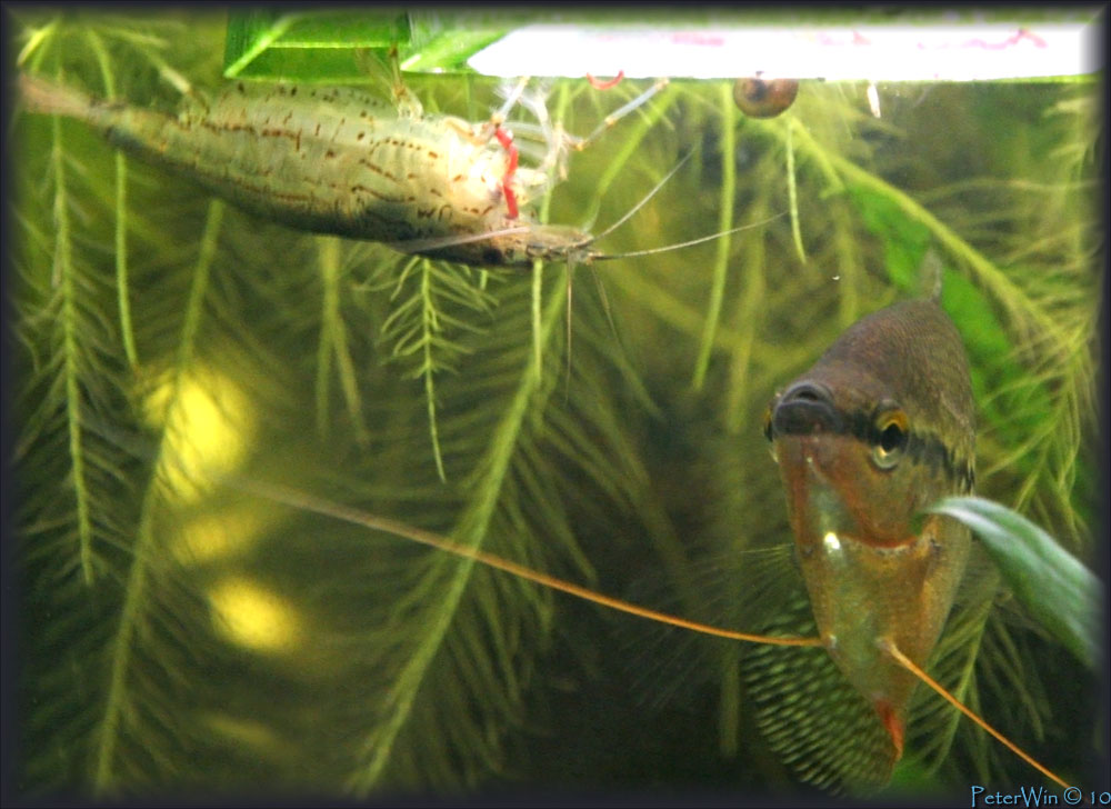 Креветка амано поедает мотыля, а справа самец жемчужного гурами. Вполне мирные соседи.