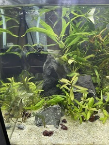 Увядают растения в Новом аквариуме