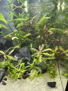 Увядают растения в Новом аквариуме