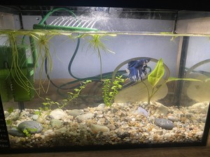 Мой аквариум и растения 