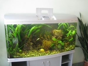 аквариум-эталон