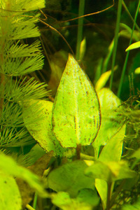 Бурые водоросли (2)