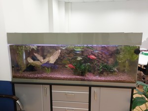 Юридические рыбы: стойка в офисе.