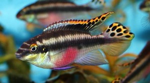 Какими рыбками заменить скалярий?