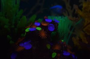 Tetra Glofish Cycle Light