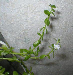 цветет Bacopa monniera