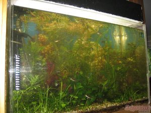 Мой аквариум(150)