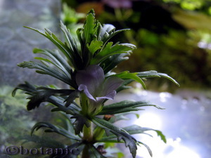 Лимнофила сидячецветковая