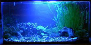 аквариум 200л (фото 3, ночная подсветка)