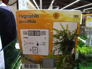 Hygrophila pinnatifida(2)