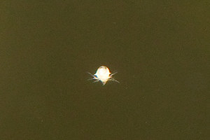 Limnopilos naiyanetri micro spider crab