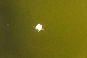 Limnopilos naiyanetri micro spider crab
