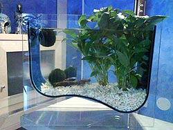 аквариум по фен-шуй