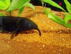 Рыба-телеграфист