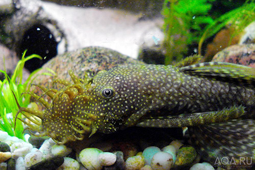 Анциструс обыкновенный аквариумная рыбка