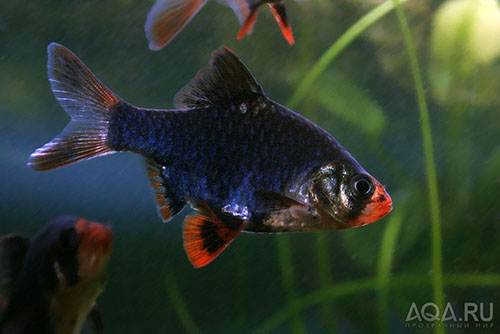 Барбус мутант - аквариумная рыбка