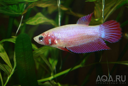Betta splendens самка - аквариумная рыбка
