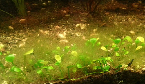 Зеленые нитчатые водоросли (эдогониум , ризоклониум, спирогира, кладофора) – «нитчатки», (отдел Chlorophyta)