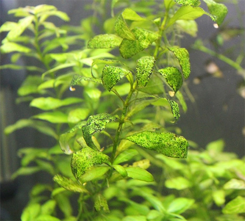 Зеленые точечные водоросли, «ксенококус» (отдел Chlorophyta)