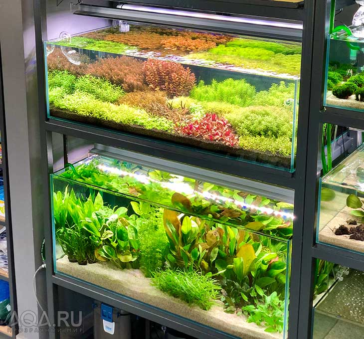 Оборудованный аквариум с живыми растениями