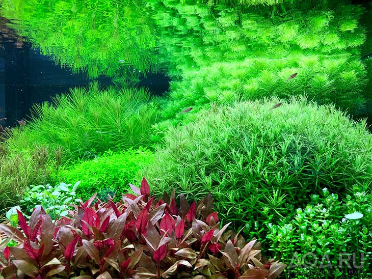Вода в аквариуме с растениями