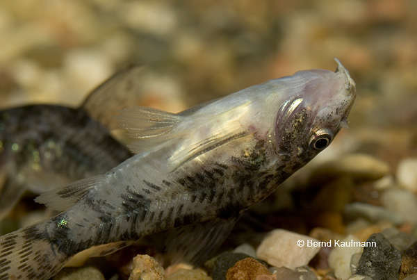 У многих других рыб как, например, Panzerwelsen, доходит до инфекций в усиках, внутренних органов и мускулатуре.