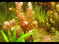 Растения в аквариуме с лабиринтовыми рыбками