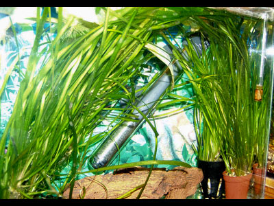 аквариум объёмом 18 литров, предназначен для карантина рыб.