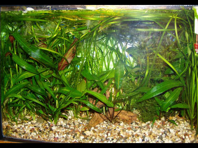 Аквариум объёмом 25 литров, растений много, лабиринтовым тут понравится!