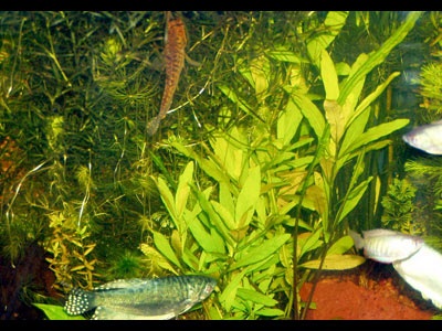 аквариум объёмом 200 литров, слева наяс (укоренённый!) и ротала, справа гигрофила многосемянная.
