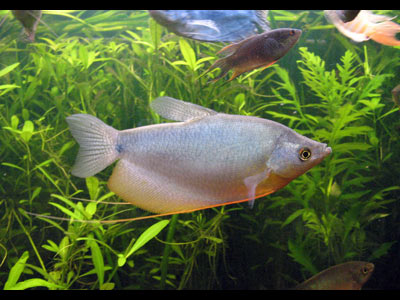 самец лунного гурами - портит растения и для гнезда и просто так....