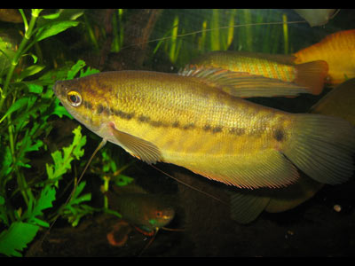 Самец бурого гурами, хоть и большой, а растения не портит.