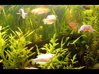 Уход за аквариумом с лабиринтовыми рыбками