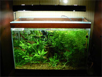 Мини - аквариум с лабиринтовыми