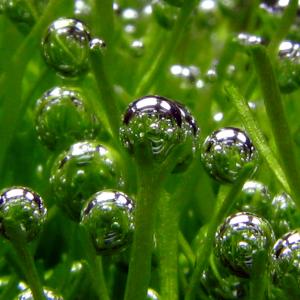 Выделение кислорода аквариумными растениями (пузыряние)