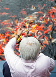 Рыбки снимают стресс