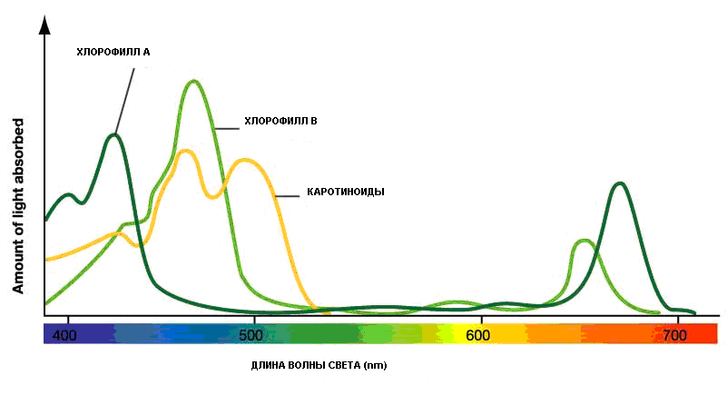 Интенсивность поглощения лучей хлорофиллом и каротинодами
