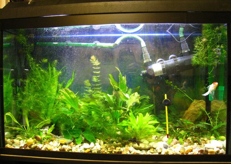 Выростной аквариум 110 л с молодью золотых рыбок и живыми растениями