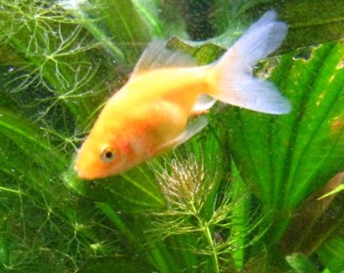 Отечественная золотая рыбка