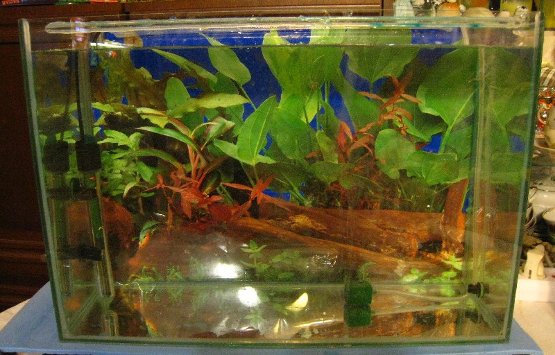 Карантинный аквариум
