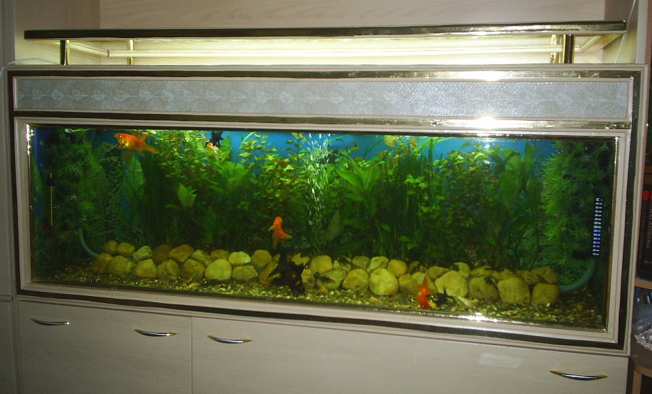 Аквариум 250 л с золотыми рыбками и живыми растениями.