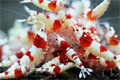 Красный кристалл 'Crystal Red Shrimp'