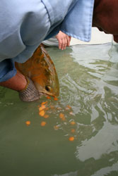 Выпускаем икру