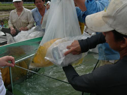 Проверка чипа у Арованы